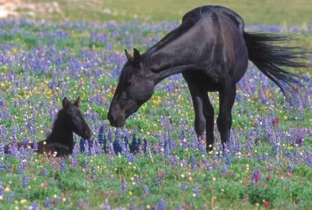 Feral_horse_and_foal_-_Pryor_Mountain_Wild_Horse_Range_-_Montana